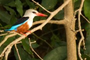 Grey-headed kingfisher : 2014 Uganda